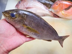 イサキの寿司　出前　デリバリー