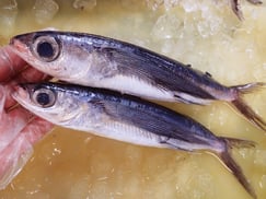 トビウオ-寿司-出前