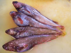 ドンコ　エゾイソアイナメ　宮城県　未利用魚