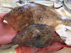 マトウダイの寿司　デリバリー