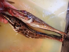 ハッカク　トクビレ　知床　羅臼　未利用魚