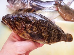 タケノコメバル　大船渡　未利用魚