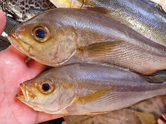 イサキの寿司　デリバリー