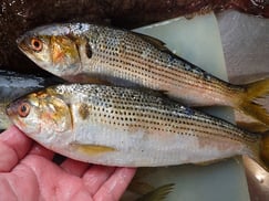 コノシロの寿司　美味しいお寿司　出前