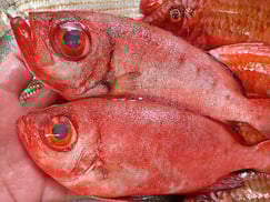 アカネキントキの寿司　デリバリー