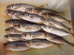 マアジの寿司　出前　デリバリー