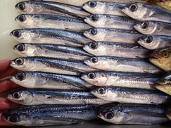 トビウオの寿司　デリバリー