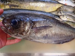 メダイの寿司　デリバリー