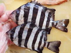 イシダイ　大船渡　未利用魚
