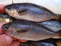 タカベの寿司　デリバリー