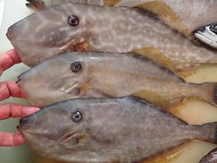 ウスバハギの寿司　デリバリー