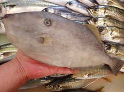 ウスバハギの寿司　美味しいお寿司　出前