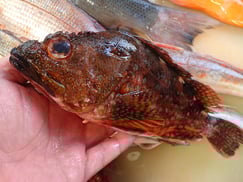 ウッカリカサゴの寿司　デリバリー