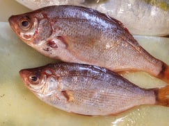 ウミタナゴ　大船渡　未利用魚