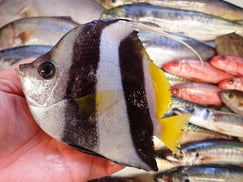 SDGs　ムレハタタテダイ　納会　寿司　出前