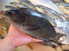 メジナの寿司　デリバリー　出前