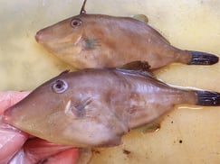 ウマヅラハギ　大船渡　未利用魚