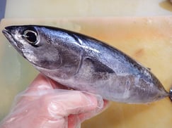 マルソウダ　未利用魚　寿司