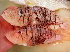 ミノカサゴの寿司　デリバリー　出前