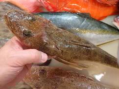 マゴチの寿司　デリバリー