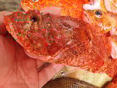 オニカサゴのにぎり寿司　出前