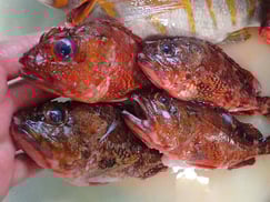 ウッカリカサゴ　美味しいお寿司　出前