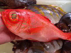 キンメダイの寿司　寿司　出前