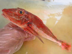 ホウボウ　大船渡　未利用魚