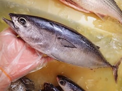 ヒラソウダ-寿司-出前