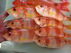 タマガシラ寿司　デリバリー