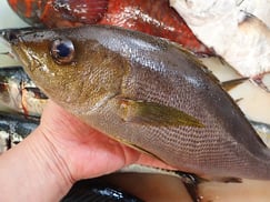 イサキの寿司　デリバリー