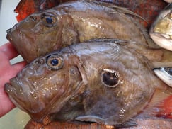 マトウダイの寿司　デリバリー