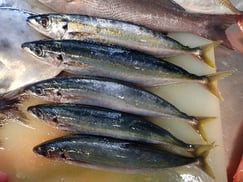 ムロアジの寿司　デリバリー　出前