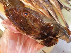 ツマグロカジカ　羅臼　未利用魚