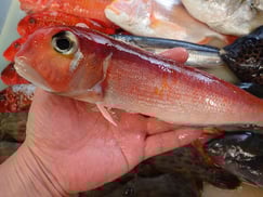 アカアマダイの寿司　デリバリー