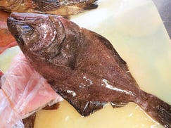 アブラガレイ　羅臼　未利用魚