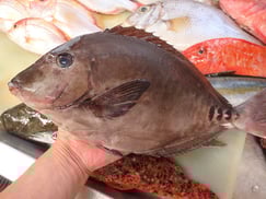 ニザダイの寿司　デリバリー