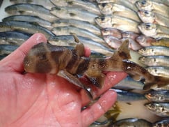 ネコザメの寿司　美味しいお寿司　出前