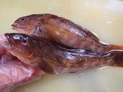 アイナメ　大船渡　未利用魚