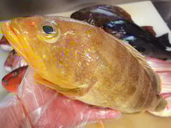 アオハタ　五島列島の魚　寿司