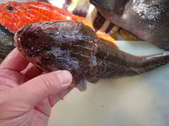 マゴチの寿司　デリバリー