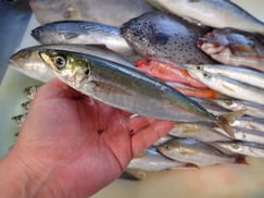 ムロアジの寿司　デリバリー