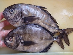 オキアジ　大船渡　未利用魚