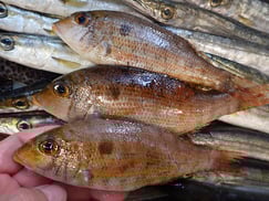 ホソフエフキの寿司　デリバリー