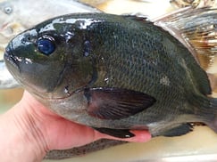 メジナの寿司　デリバリー