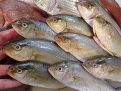 カンパチの寿司　出前