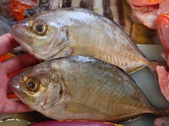 カイワリ　美味しいお寿司　出前