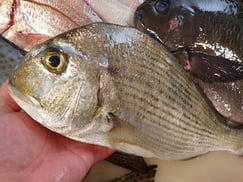 ヘダイの寿司　デリバリー