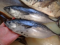 スマガツオの寿司　デリバリー