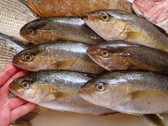 カンパチの寿司　デリバリー